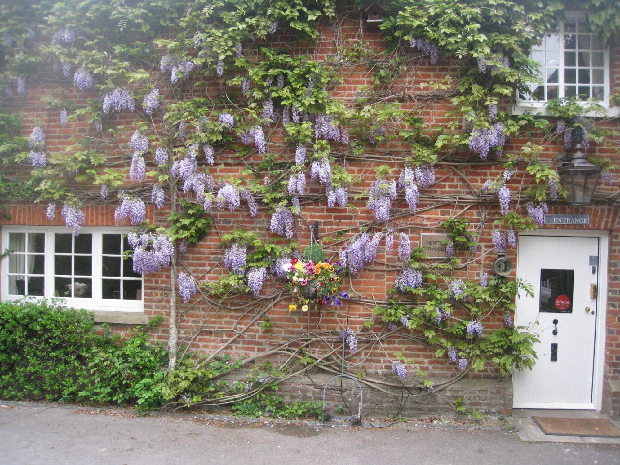 Newton Farmhouse Whiteparish Eksteriør bilde